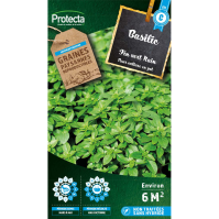 Basilic Fin vert Nain Compact 
