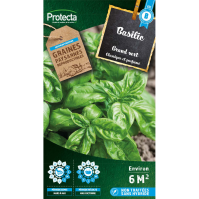 Basilic Genovese Grand vert 