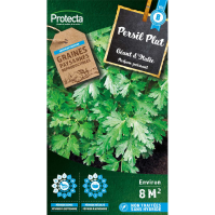 Persil Plat Géant d'Italie 