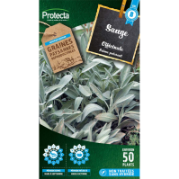 Sauge officinale 