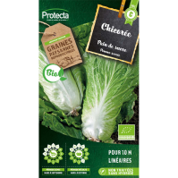 Chicorée Sauvage Pain de Sucre BIO