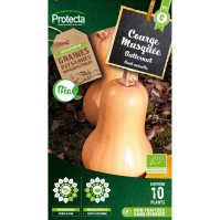 Courge musquée Butternut BIO