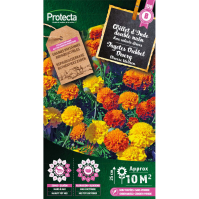 Tagetes Dubbel Dwerg 