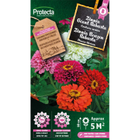 Zinnia Reuzen Robusta