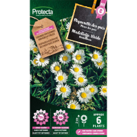 Pâquerette des prés 
