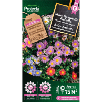 Aster Andrella 
