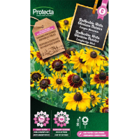 Rudbeckia Hirta Gloriosa Daisies