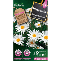 Grande Marguerite Maximum  