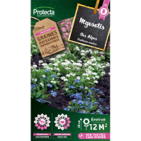 Myosotis des Alpes 