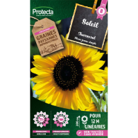 Soleil Tournesol simple jaune 