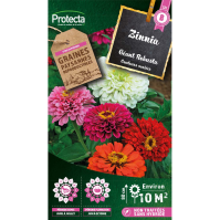 Zinnia Géant Robusta 