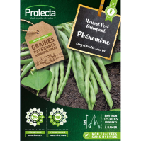 Haricot à rames mangetout Phénomène 