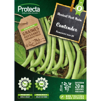 Haricot nain mangetout Contender 