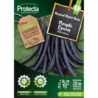 Haricot nain mangetout Purple Queen 