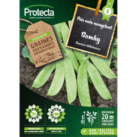Pois mangetout Bamby nain