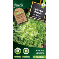 Chicorée Frisée de Meaux