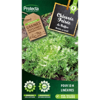 Chicorée Frisée de Ruffec