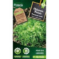 Chicorée Frisée grosse pommant seule