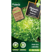 Chicorée Frisée Wallonne
