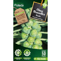 Chou de Bruxelles Sanda