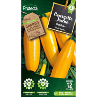 Courgette Jaune Goldena