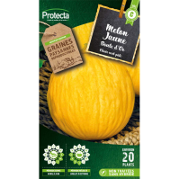 Melon jaune Boule d'or