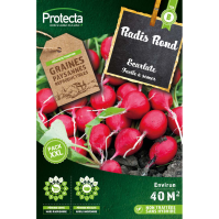 Radis rond écarlate