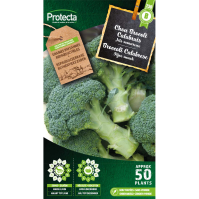 Broccoli Calabrese