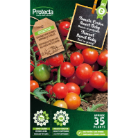 Tomate Cerise Sweet Baby
