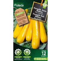 Courgette Jaune Goldena
