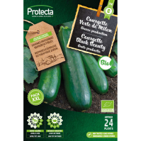 Courgette Black Beauty