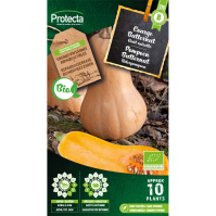 Pompoen Butternut BIO