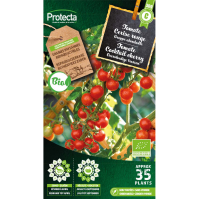 Tomate Cocktail cherry BIO