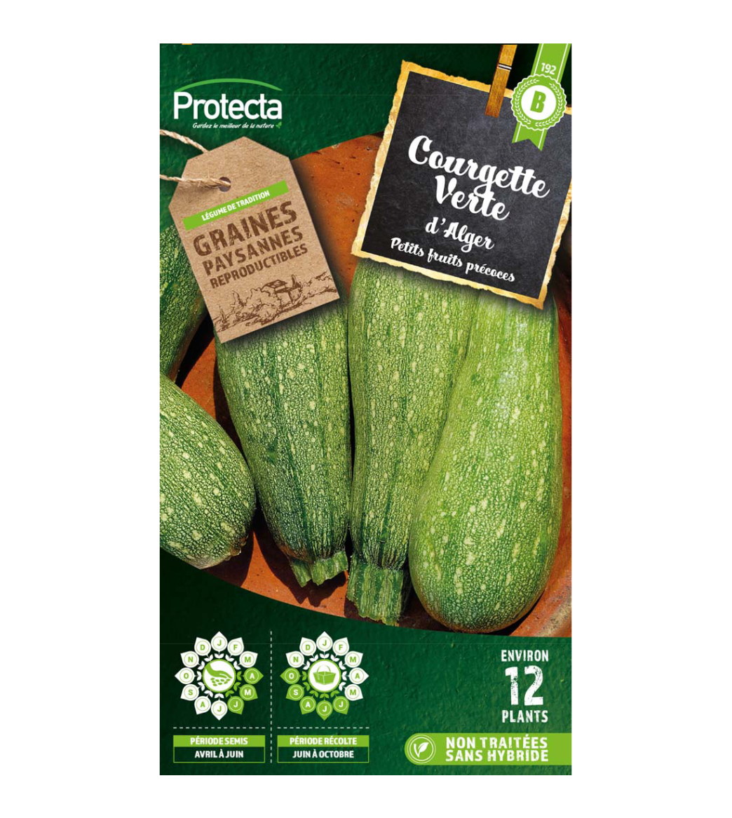 Courgette Petite Verte d'Alger main product photo