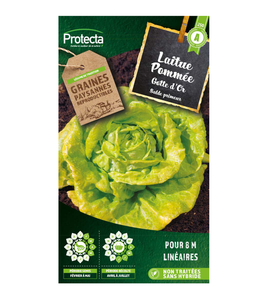 Laitue Gotte jaune d'Or   main product photo