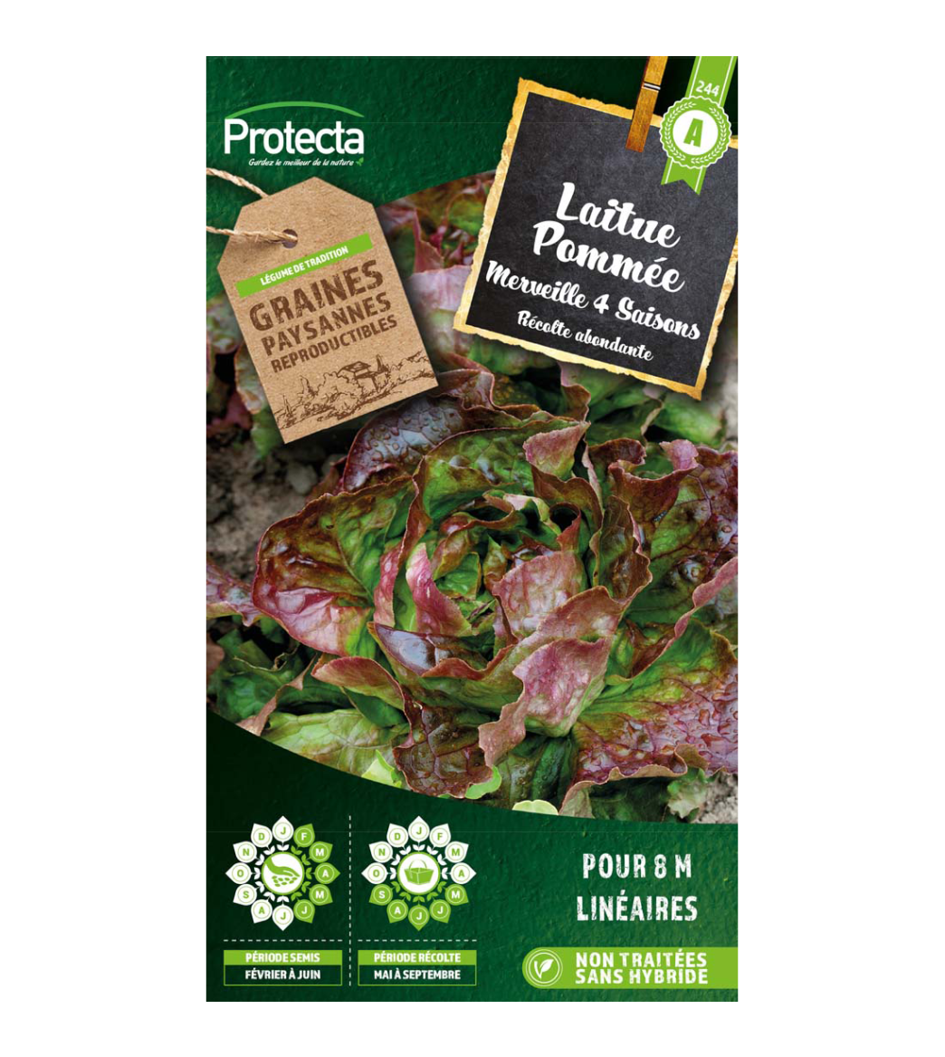 Laitue Merveille des 4 Saisons   main product photo