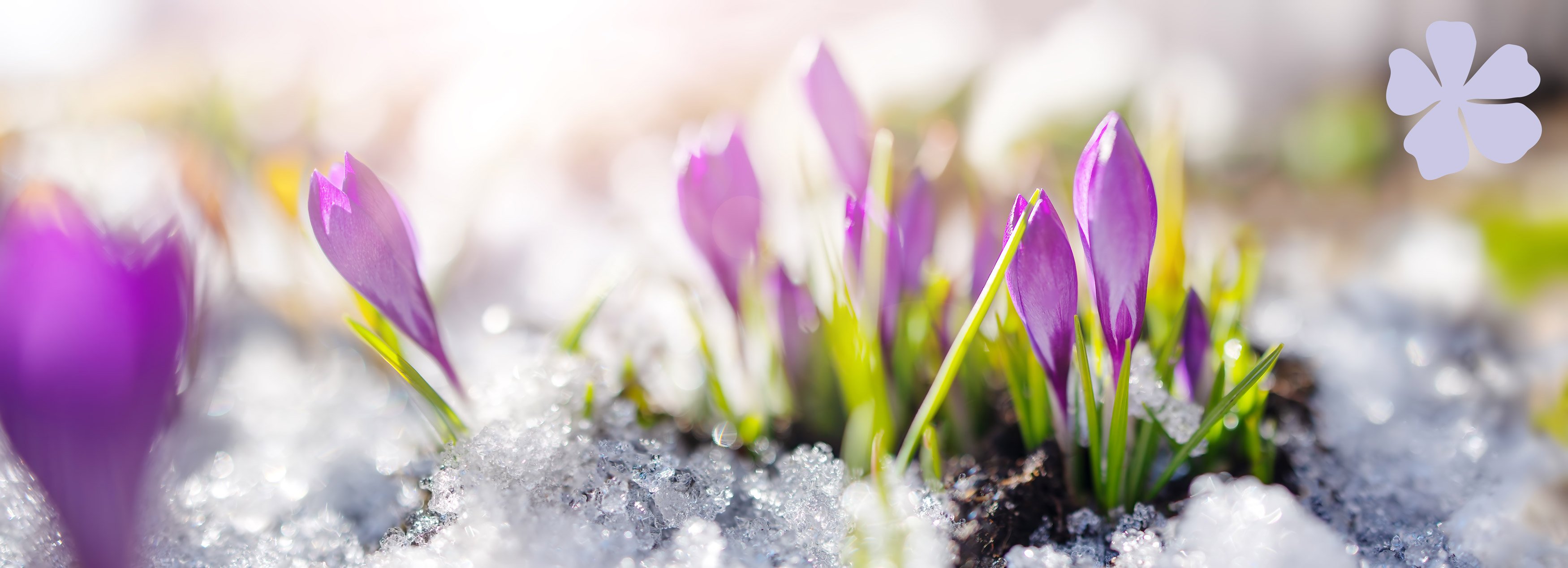 jardin en hiver