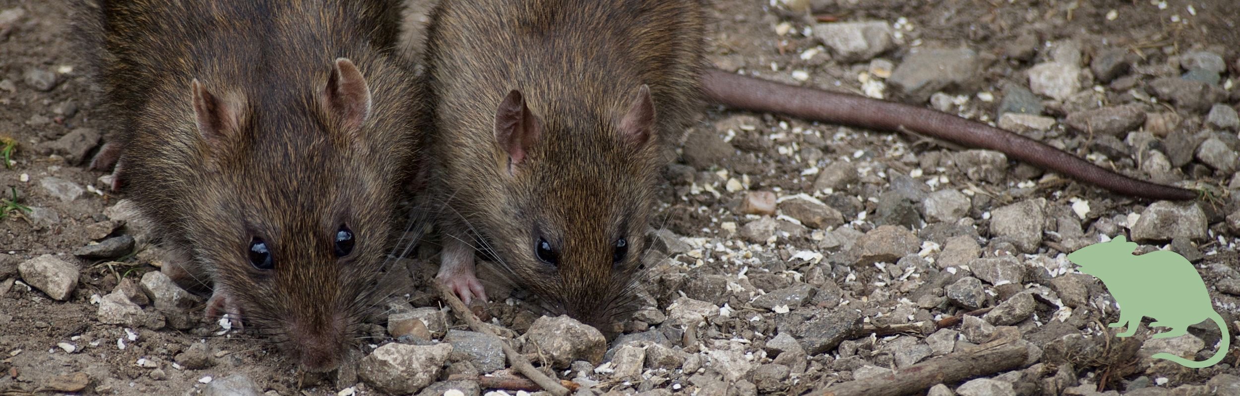 Appareil Ultrasons contre les rats et les souris à pile 150 m²