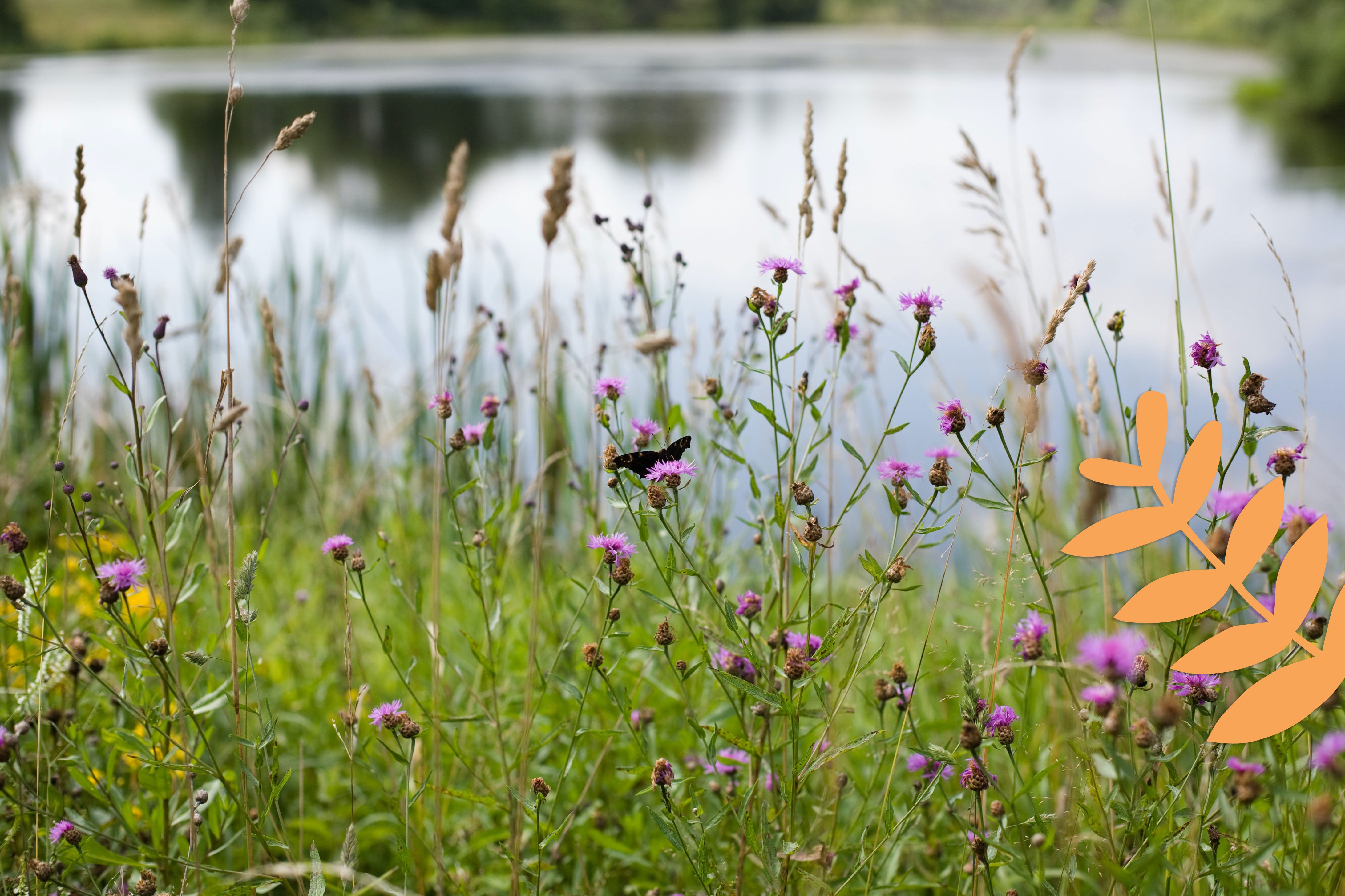 Faire appel à la nature pour protéger son jardin